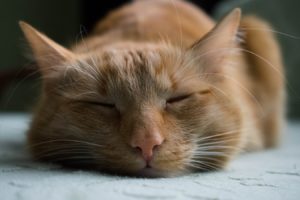 neko